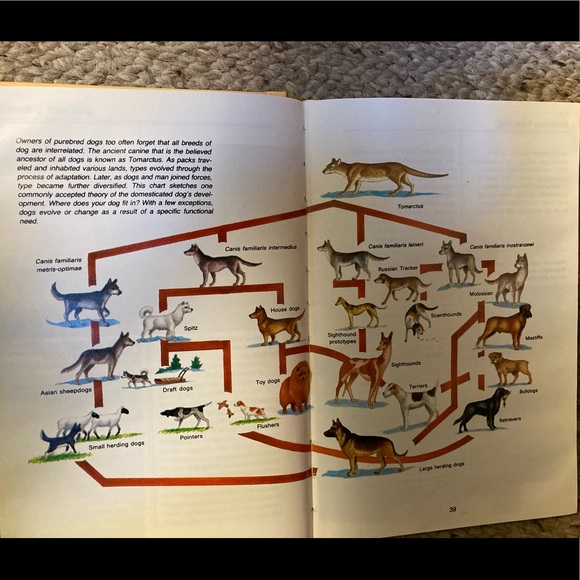 Book (Hardback):Rottweiler by Anna Nicholas - Picture 15 of 16